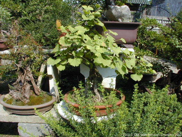 DSCN1972.JPG DSCN1972.JPG