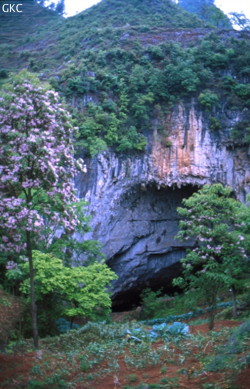 L’entrée de la grotte de Daxiaodong est un aven-jardin jusqu’à - 50 m (Laochang, district de Panxian, Guizhou). The entrance of  Daxiaodong is a garden-cave until - 50 m (Laochang, Panxian County, Guizhou).