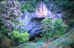 L’entrée de la grotte de Daxiaodong est un aven-jardin jusqu’à - 50 m (Laochang, district de Panxian, Guizhou). The entrance of  Daxiaodong is a garden-cave until - 50 m (Laochang, Panxian County, Guizhou).