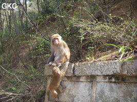 Singe dans le parc de Qianling (Guiyang 贵阳, Guizhou 贵州). 