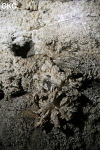Hongzhaozidong