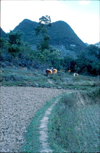 Marche d'approche avec canots dans les champs sur fond de cônes Gebong-Gebihe Ziyun Guizhou.