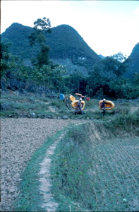 Marche d'approche avec canots dans les champs sur fond de cônes Gebong-Gebihe Ziyun Guizhou.