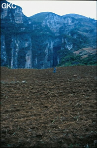 Le puits-doline de Dacaokou (le grand gouffre...  L : 900 m, l : 200 m, h : 150 à 300 m) est un des plus grand vide karstique de la planète, il représente l'entrée aval du réseau de Daxiaocaokou (2,9 km, -235) (Zhijin/Bijie/Guizhou).