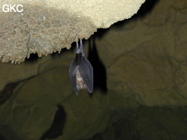 Chauve-souris dans la Grotte de Hongzhaozidong  红罩子洞 - Réseau de Shuanghedong 双河洞 - (Suiyang 绥阳,  Zunyi Shi 遵义市, Guizhou 贵州省, Chine)