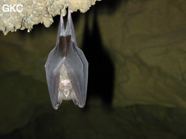 Chauve-souris dans la Grotte de Hongzhaozidong  红罩子洞 - Réseau de Shuanghedong 双河洞 - (Suiyang 绥阳,  Zunyi Shi 遵义市, Guizhou 贵州省, Chine)