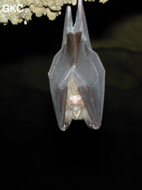 Chauve-souris dans la Grotte de Hongzhaozidong  红罩子洞 - Réseau de Shuanghedong 双河洞 - (Suiyang 绥阳,  Zunyi Shi 遵义市, Guizhou 贵州省, Chine)
