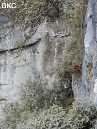 Yanzidongshujing