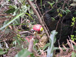 Jean Bottazzi équipe le puits d'entrée de la grotte de Heidong  黑洞  (Qiannan 黔南, Pingtang 平塘, Guizhou 贵州省, Chine).