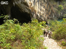 Porche d'entrée de Dajing dong Qun 大井洞. Cette grosse résurgence, située sur le côté sud de l'anticlinal (EW) de Chachang, se développe dans les calcaires bioclastiques sparitiques grossiers gris en bancs épais du T2xm. Le long de la rivière souterraine se trouve une série d'effondrements. Le système hydrologique  aérien et hypogé a un gradient moyen de 0,87 %. Avec une percée de 15 km, sa dernière partie, souterraine, a un gradient moyen  de 2,6 %. La rivière principale s'étire sur  85 km et le bassin versant s'étend sur 950 km2. Le débit d'étiage de cette résurgence est de 1,843 m3/s, son débit moyen annuel de 12 m3/s . (Dajing 大井, Qiannan 黔南, Luodian罗甸, Guizhou 贵州省, Chine)