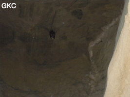 Chauve-souris dans la Grotte de Hetaopingdong - 核桃坪洞 (Wenquan, Suiyang 绥阳, Zunyi Shi 遵义市, Guizhou 贵州省, Chine)