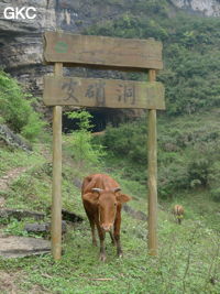 Dans le réseau de Shuanghedongqun 双河洞. Le porche d'entrée de la grotte de Pixiao Dong 皮硝洞. Au premier plan les panneaux de signalétique installé par le Géopark sont bien gardés. (Wenquan, Suiyang 绥阳, Zunyi, 遵义市 Guizhou 贵州省)