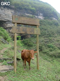 Dans le réseau de Shuanghedongqun 双河洞. Le porche d'entrée de la grotte de Pixiao Dong 皮硝洞. Au premier plan les panneaux de signalétique installé par le Géopark sont bien gardés. (Wenquan, Suiyang 绥阳, Zunyi, 遵义市 Guizhou 贵州省)