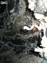 Crosse de gypse en spirale dans la Grotte de Pixiaodong 皮硝洞 - réseau de Shuanghedong 双河洞 - (Wenquan, Suiyang 绥阳, Zunyi 遵义市, Guizhou 贵州省, Chine 中国).