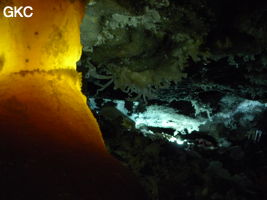 Grotte de Pixiaodong 皮硝洞 - réseau de Shuanghedong 双河洞 - (Wenquan, Suiyang 绥阳, Zunyi 遵义市, Guizhou 贵州省, Chine 中国)
