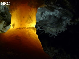 Grotte de Pixiaodong 皮硝洞 - réseau de Shuanghedong 双河洞 - (Wenquan, Suiyang 绥阳, Zunyi 遵义市, Guizhou 贵州省, Chine 中国)