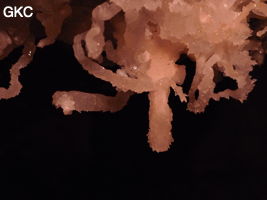 Grotte de Pixiaodong 皮硝洞 - réseau de Shuanghedong 双河洞 - (Wenquan, Suiyang 绥阳, Zunyi 遵义市, Guizhou 贵州省, Chine 中国)