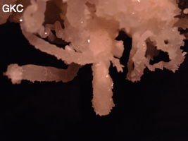 Grotte de Pixiaodong 皮硝洞 - réseau de Shuanghedong 双河洞 - (Wenquan, Suiyang 绥阳, Zunyi 遵义市, Guizhou 贵州省, Chine 中国)
