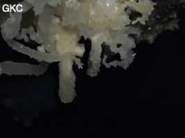 Grotte de Pixiaodong 皮硝洞 - réseau de Shuanghedong 双河洞 - (Wenquan, Suiyang 绥阳, Zunyi 遵义市, Guizhou 贵州省, Chine 中国)