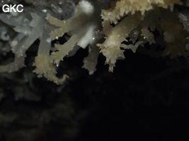 Grotte de Pixiaodong 皮硝洞 - réseau de Shuanghedong 双河洞 - (Wenquan, Suiyang 绥阳, Zunyi 遵义市, Guizhou 贵州省, Chine 中国)