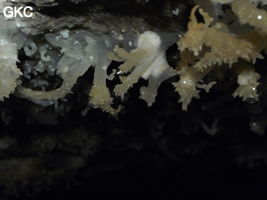 Grotte de Pixiaodong 皮硝洞 - réseau de Shuanghedong 双河洞 - (Wenquan, Suiyang 绥阳, Zunyi 遵义市, Guizhou 贵州省, Chine 中国)