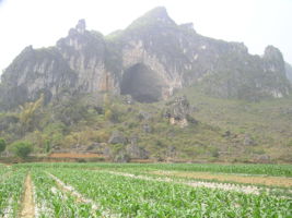 La grotte XIANGSHUI  DONG 响水洞 ( Grotte de la voix de la rivière ) s'ouvre par un  porche de belle taille (largeur 40 m, hauteur 25 m) qui permet d'accéder à la rivière de Xiao Jing. (Xiao Jing , Qiannan 黔南, Luodian罗甸, Guizhou 贵州省, Chine)