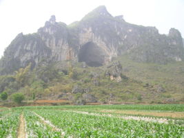 La grotte XIANGSHUI  DONG 响水洞 ( Grotte de la voix de la rivière ) s'ouvre par un  porche de belle taille (largeur 40 m, hauteur 25 m) qui permet d'accéder à la rivière de Xiao Jing. (Xiao Jing , Qiannan 黔南, Luodian罗甸, Guizhou 贵州省, Chine)