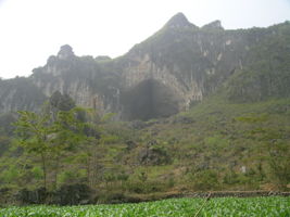 La grotte XIANGSHUI  DONG 响水洞 ( Grotte de la voix de la rivière ) s'ouvre par un  porche de belle taille (largeur 40 m, hauteur 25 m) qui permet d'accéder à la rivière de Xiao Jing. (Xiao Jing , Qiannan 黔南, Luodian罗甸, Guizhou 贵州省, Chine)