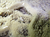 Petit crustacé carvernicole dans la Grotte de Hetaopingdong - 核桃坪洞 (Wenquan, Suiyang 绥阳, Zunyi Shi 遵义市, Guizhou 贵州省, Chine)