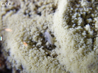 Petit crustacé carvernicole dans la Grotte de Hetaopingdong - 核桃坪洞 (Wenquan, Suiyang 绥阳, Zunyi Shi 遵义市, Guizhou 贵州省, Chine)