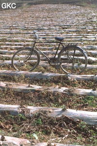 Comme deux symboles se télescopant la chine ancienne avec ses vélos et le développement récents des cultures sous polyane (Hefeng, Hubei)