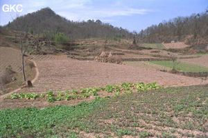 Le sentier qui mène à Tiankengcao; paysage agraire d'automne, champs labourés, quelques choux chinois . (Changpuxi, Wufeng, Hubei)