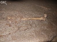 Xiangshulindong