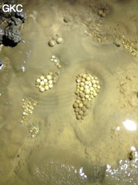 Nids de perles des cavernes (pisolithe) dans la Grotte de Longtanzishuidong 龙潭子水洞 (aval) - réseau de Shuanghedongqun 双河洞 - (Wenquan, Suiyang 绥阳, Zunyi Shi 遵义市, Guizhou 贵州省, Chine 中国)