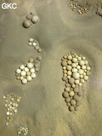 Nids de perles des cavernes (pisolithe) dans la Grotte de Longtanzishuidong 龙潭子水洞 (aval) - réseau de Shuanghedongqun 双河洞 - (Wenquan, Suiyang 绥阳, Zunyi Shi 遵义市, Guizhou 贵州省, Chine 中国)