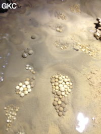 Nids de perles des cavernes (pisolithe) dans la Grotte de Longtanzishuidong 龙潭子水洞 (aval) - réseau de Shuanghedongqun 双河洞 - (Wenquan, Suiyang 绥阳, Zunyi Shi 遵义市, Guizhou 贵州省, Chine 中国)