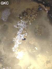 Nids de perles des cavernes (pisolithe) dans la Grotte de Longtanzishuidong 龙潭子水洞 (aval) - réseau de Shuanghedongqun 双河洞 - (Wenquan, Suiyang 绥阳, Zunyi Shi 遵义市, Guizhou 贵州省, Chine 中国)