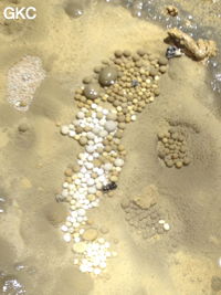 Nids de perles des cavernes (pisolithe) dans la Grotte de Longtanzishuidong 龙潭子水洞 (aval) - réseau de Shuanghedongqun 双河洞 - (Wenquan, Suiyang 绥阳, Zunyi Shi 遵义市, Guizhou 贵州省, Chine 中国)