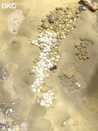 Nids de perles des cavernes (pisolithe) dans la Grotte de Longtanzishuidong 龙潭子水洞 (aval) - réseau de Shuanghedongqun 双河洞 - (Wenquan, Suiyang 绥阳, Zunyi Shi 遵义市, Guizhou 贵州省, Chine 中国)