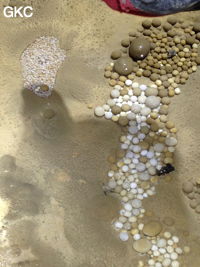 Nids de perles des cavernes (pisolithe) dans la Grotte de Longtanzishuidong 龙潭子水洞 (aval) - réseau de Shuanghedongqun 双河洞 - (Wenquan, Suiyang 绥阳, Zunyi Shi 遵义市, Guizhou 贵州省, Chine 中国)