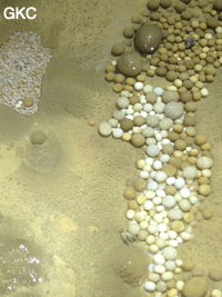 Nids de perles des cavernes (pisolithe) dans la Grotte de Longtanzishuidong 龙潭子水洞 (aval) - réseau de Shuanghedongqun 双河洞 - (Wenquan, Suiyang 绥阳, Zunyi Shi 遵义市, Guizhou 贵州省, Chine 中国)
