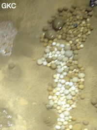 Nids de perles des cavernes (pisolithe) dans la Grotte de Longtanzishuidong 龙潭子水洞 (aval) - réseau de Shuanghedongqun 双河洞 - (Wenquan, Suiyang 绥阳, Zunyi Shi 遵义市, Guizhou 贵州省, Chine 中国)