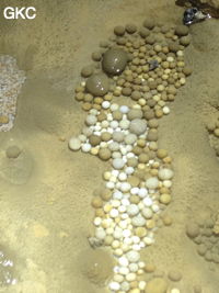Nids de perles des cavernes (pisolithe) dans la Grotte de Longtanzishuidong 龙潭子水洞 (aval) - réseau de Shuanghedongqun 双河洞 - (Wenquan, Suiyang 绥阳, Zunyi Shi 遵义市, Guizhou 贵州省, Chine 中国)