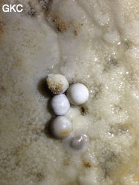 Perles des cavernes (pisolithe) dans la Grotte de Longtanzishuidong 龙潭子水洞 (aval) - réseau de Shuanghedongqun 双河洞 - (Wenquan, Suiyang 绥阳, Zunyi Shi 遵义市, Guizhou 贵州省, Chine 中国)