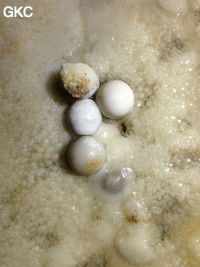 Perles des cavernes (pisolithe) dans la Grotte de Longtanzishuidong 龙潭子水洞 (aval) - réseau de Shuanghedongqun 双河洞 - (Wenquan, Suiyang 绥阳, Zunyi Shi 遵义市, Guizhou 贵州省, Chine 中国)