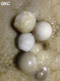 Perles des cavernes (pisolithe) dans la Grotte de Longtanzishuidong 龙潭子水洞 (aval) - réseau de Shuanghedongqun 双河洞 - (Wenquan, Suiyang 绥阳, Zunyi Shi 遵义市, Guizhou 贵州省, Chine 中国)