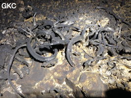 Crosses de gypse inhabituellement teintées de noir, Grotte de Longtanzishuidong 龙潭子水洞 (aval) - réseau de Shuanghedongqun 双河洞 - (Wenquan, Suiyang 绥阳, Zunyi Shi 遵义市, Guizhou 贵州省, Chine 中国)