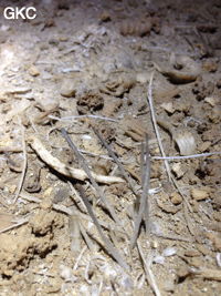 Crosses de gypse, Grotte de Longtanzishuidong 龙潭子水洞 (aval) - réseau de Shuanghedongqun 双河洞 - (Wenquan, Suiyang 绥阳, Zunyi Shi 遵义市, Guizhou 贵州省, Chine 中国)