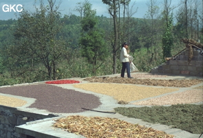 Dès que sort le chaud soleil d'août, une mosaïque colorée colonise toutes les surfaces planes et propres disponibles. Elles serviront d'aire de séchage aux divers végétaux fanes fruits ou graines (piments, légumineuses, arachides, céréales...). Ici  sur un toit du village de Xingchang (Liuzhi, Guizhou).