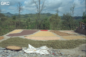 Dès que sort le chaud soleil d'août, une mosaïque colorée colonise toutes les surfaces planes et propres disponibles. Elles serviront d'aire de séchage aux divers végétaux fanes fruits ou graines (piments, légumineuses, arachides, céréales...). Ici  sur un toit du village de Xingchang (Liuzhi, Guizhou).